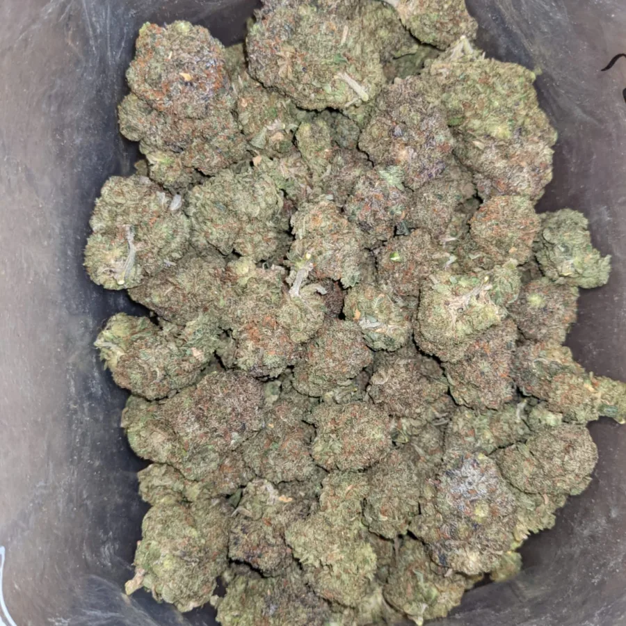 Pre 98 Bubba Kush 2 1 I Pre 98 Bubba