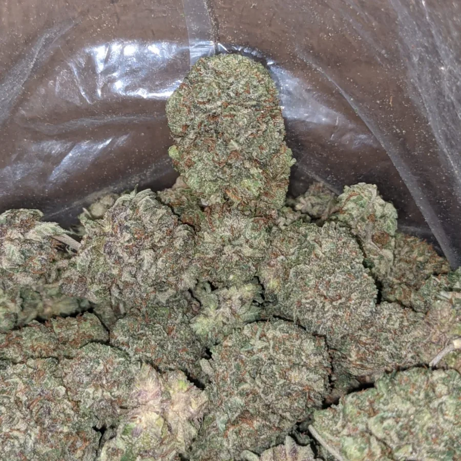 Purple Kush 1 1 I Purple Kush