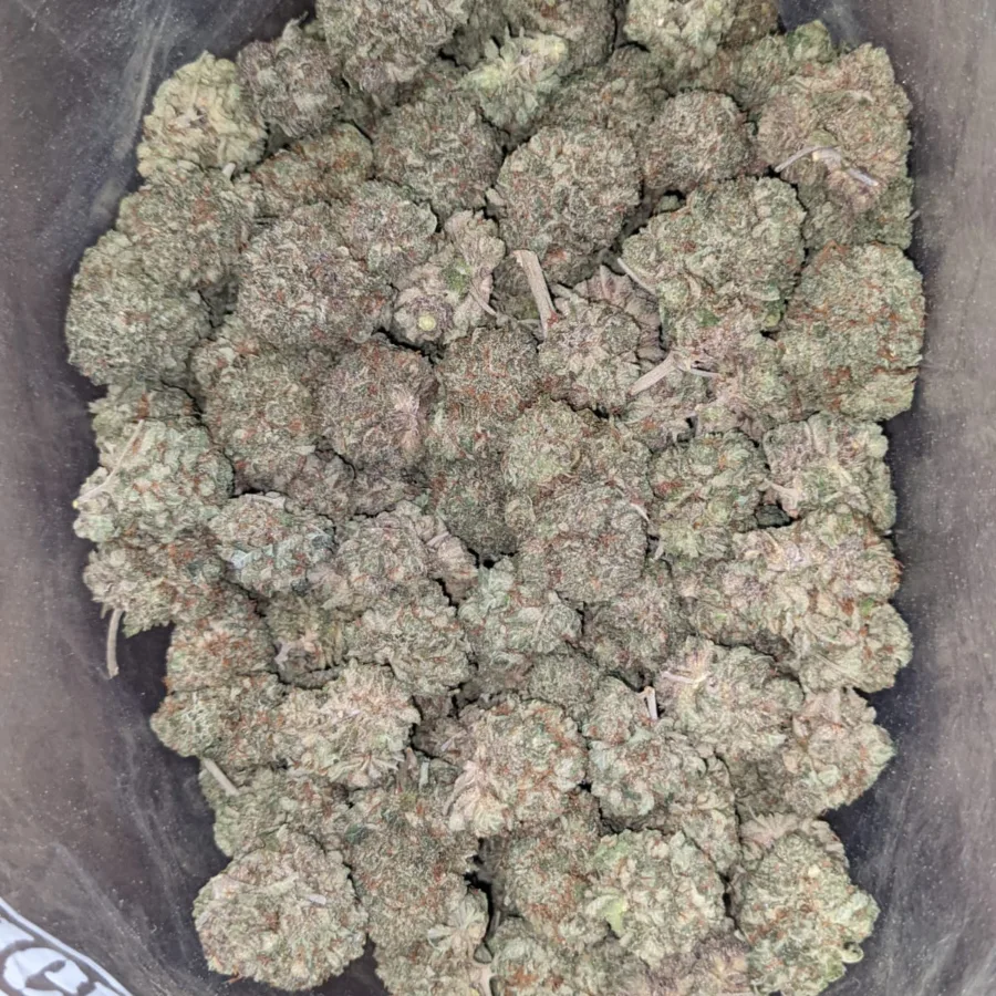 Purple Kush 3 1 I Purple Kush