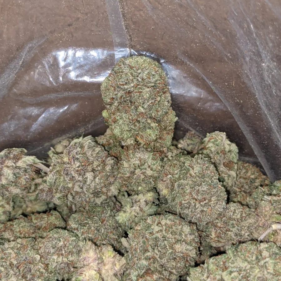 Purple Kush 4 I Purple Kush