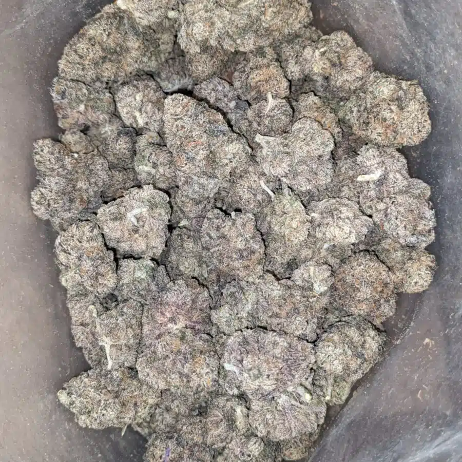 Purple runt 2 I Purple Runtz