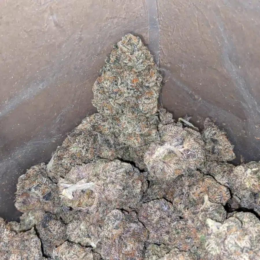 Purple runt 3 I Purple Runtz