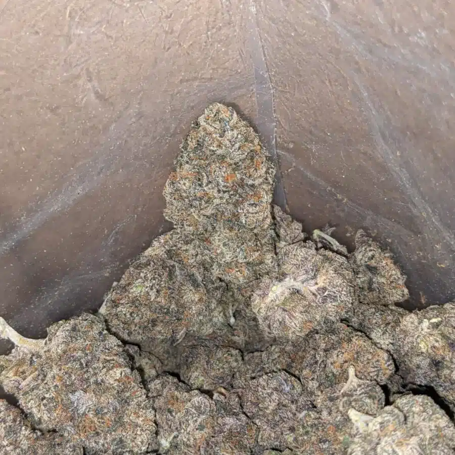 Purple runt 4 I Purple Runtz
