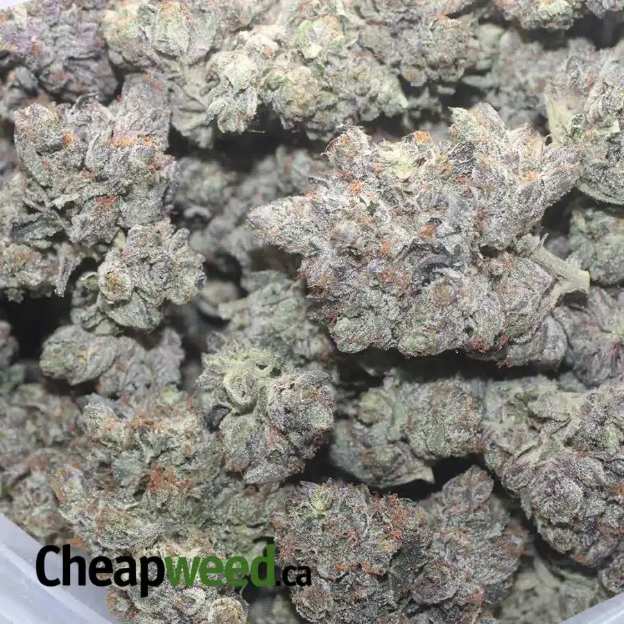 ROCKSTAR KUSH 3 1 I Rockstar Kush