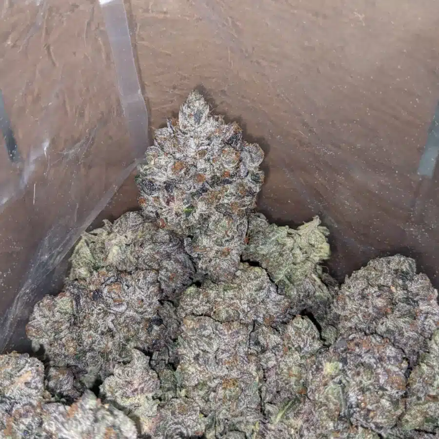 Rockstar Kush 1 I Rockstar Kush