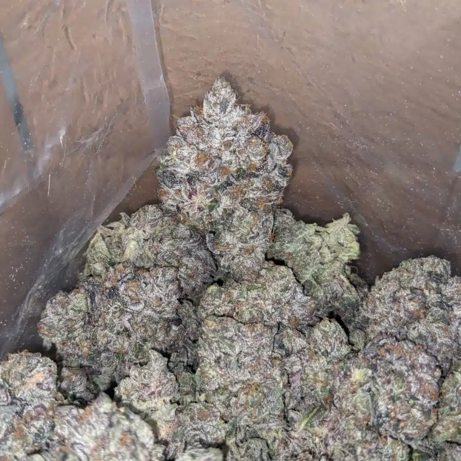 Rockstar Kush 4 I Rockstar Kush