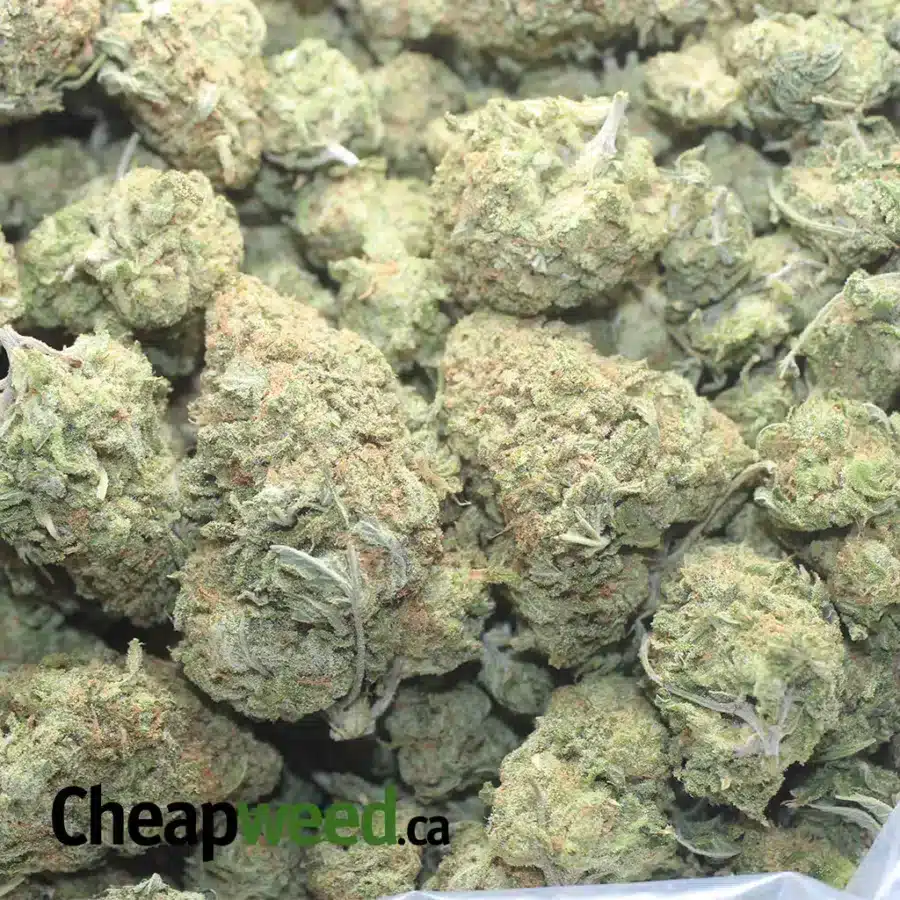 SCOUT MASTER KUSH 1 I Scout Master Kush