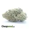 Scout Master Kush