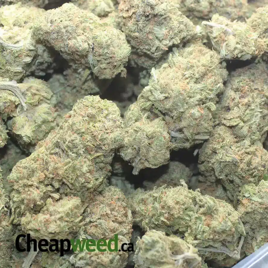 SHERBERT 1 I Sherbert
