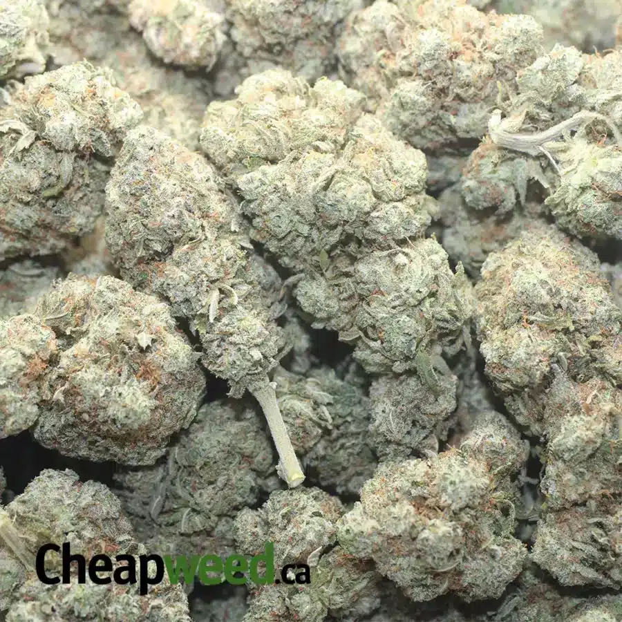 SILVER SURFER 1 I $ 42 Oz - Silver Surfer