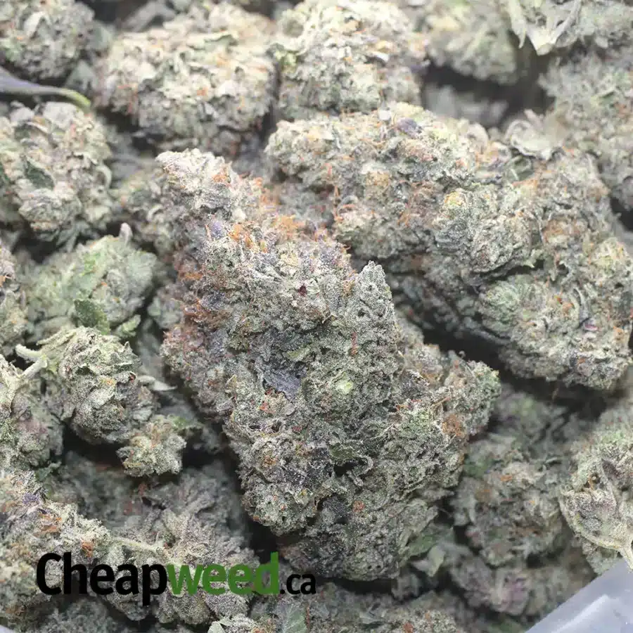 SKYWALKER 1 1 I Skywalker OG AAAA