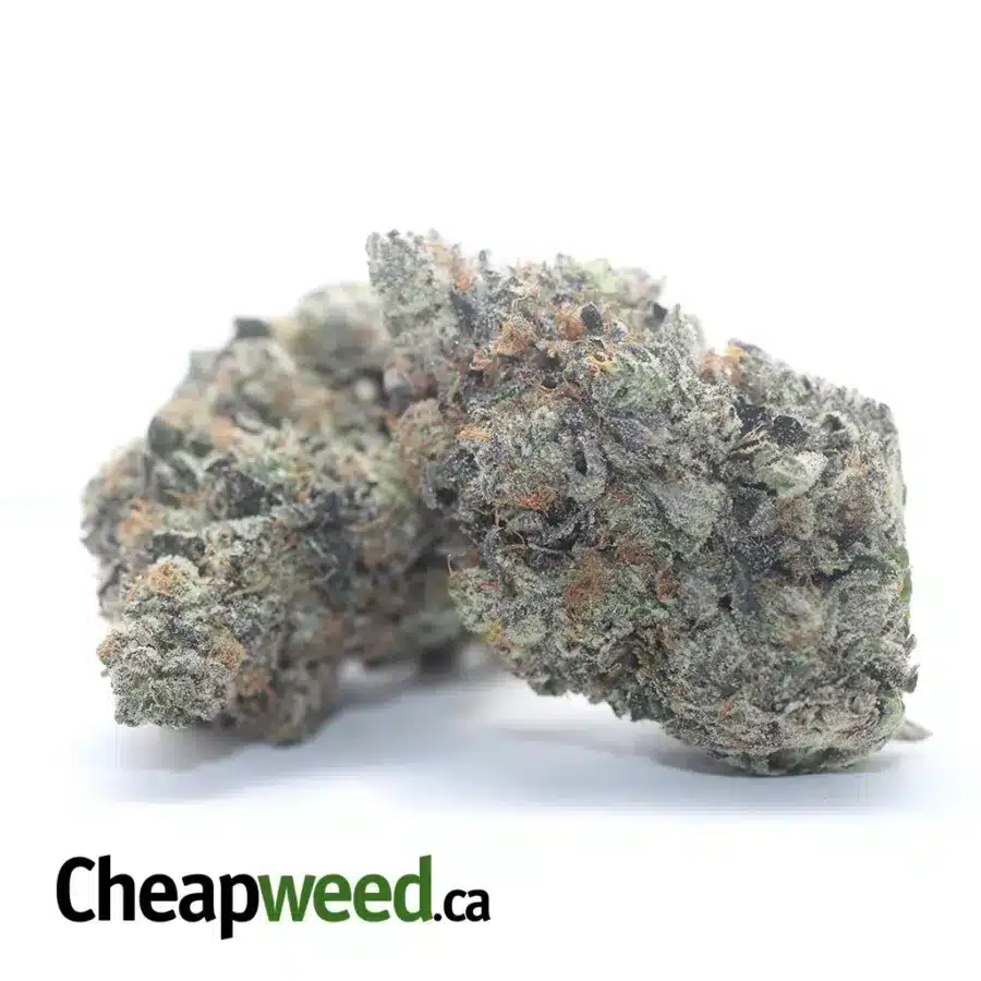 SKYWALKER 3 1 I Skywalker OG AAAA
