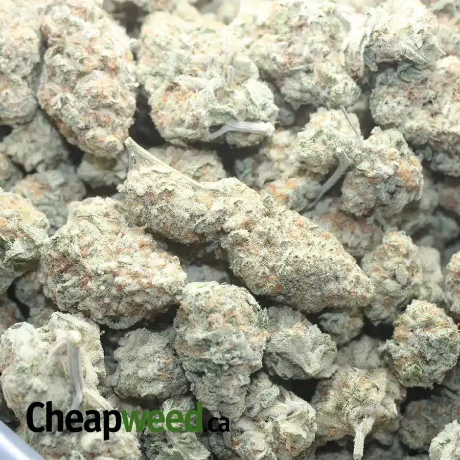 SOUR AMNESIA 1 I Sour Amesia