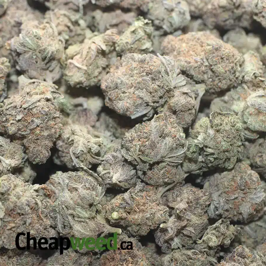 STINKY BUBBA 1 I Stinky Bubba