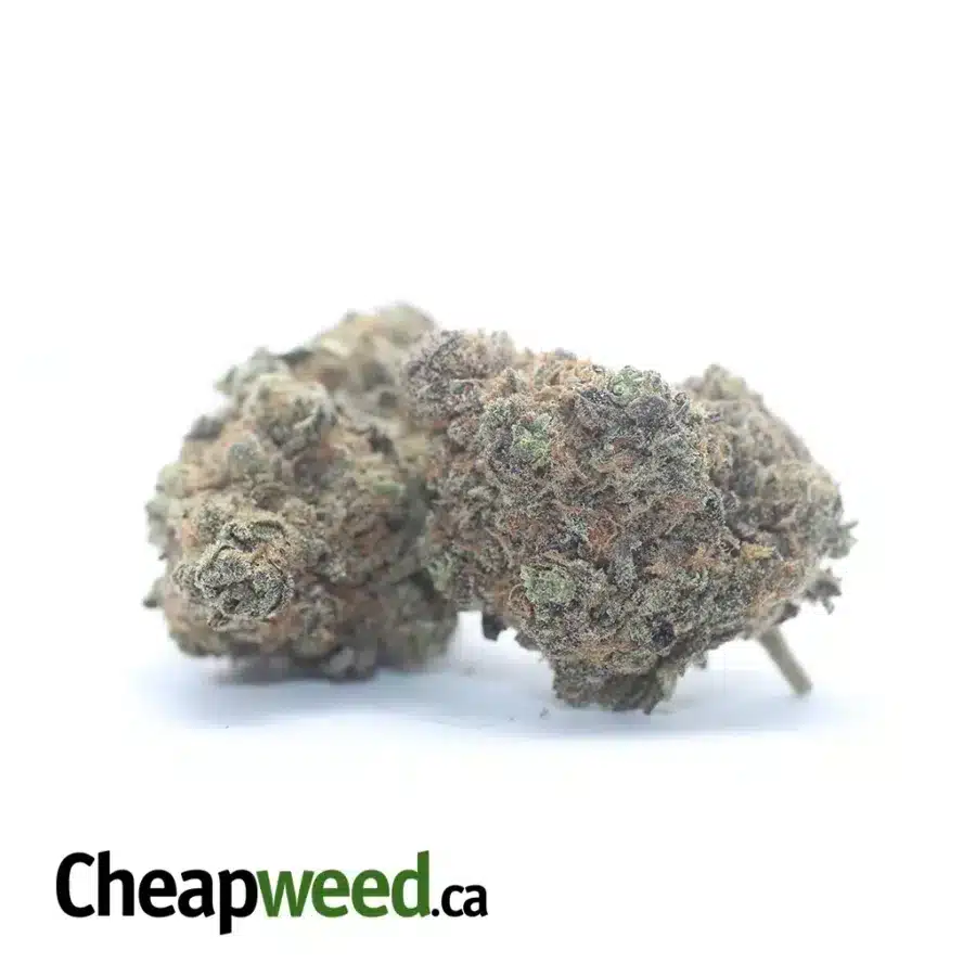 STINKY BUBBA 3 I Stinky Bubba