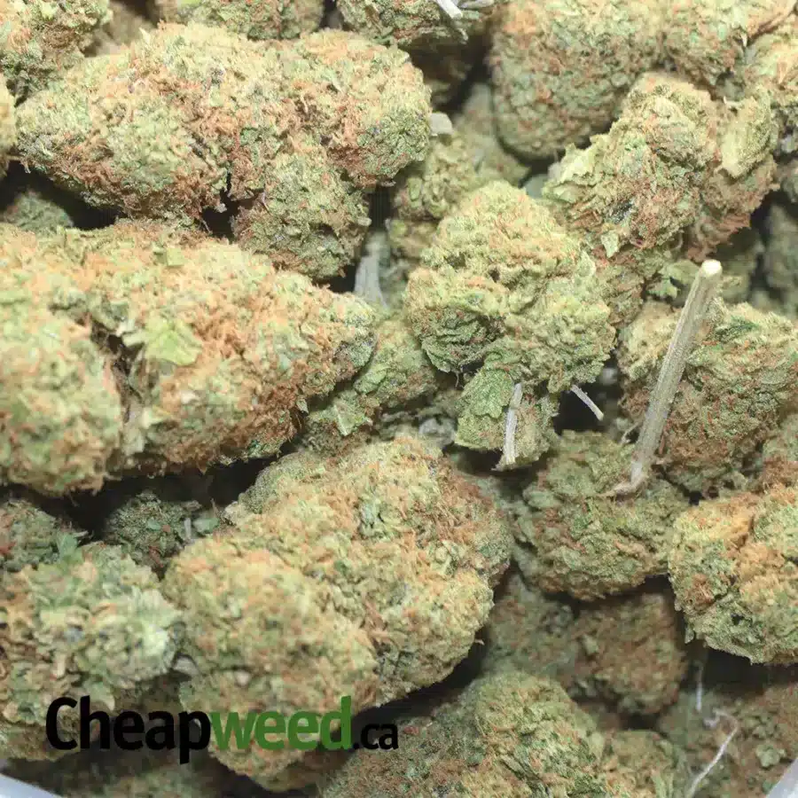STRAWBERRY COUGH 1 I Strawberry Cough