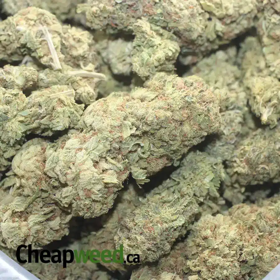 SWEET KUSH BS 1 I Sweet Kush Bulk Special