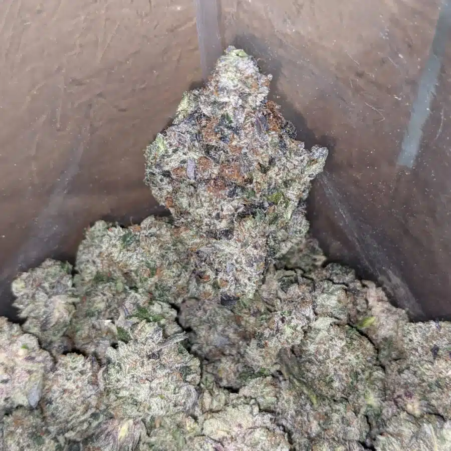 Skywalker 2 I Skywalker OG AAAA