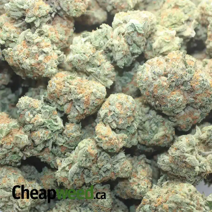 TAHOE OG 1 I Tahoe OG