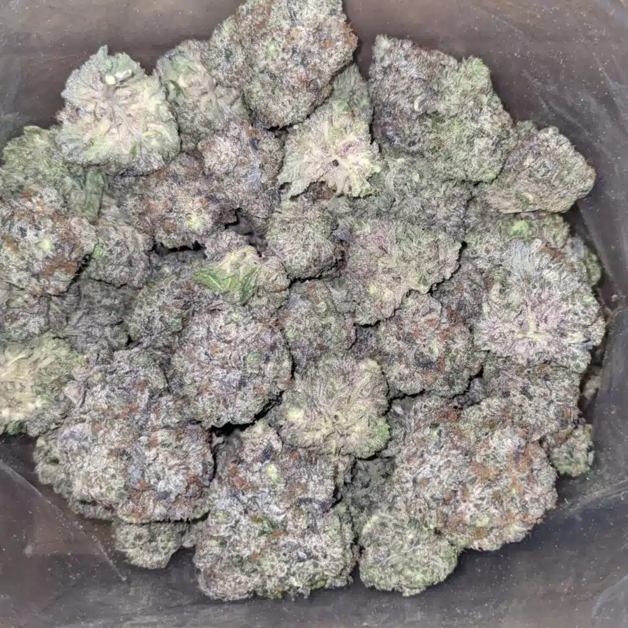 WhatsApp Image 2025 07 24 at 3.31.27 PM 1 I Platinum Rockstar Kush