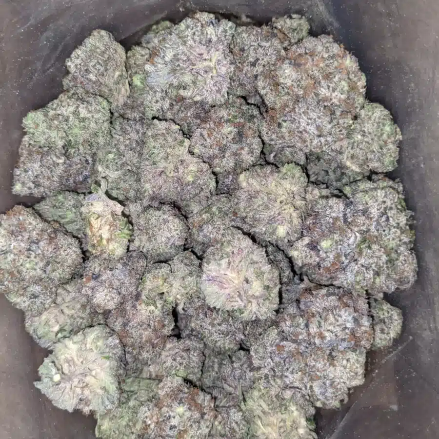 WhatsApp Image 2025 07 24 at 3.31.27 PM I Platinum Rockstar Kush