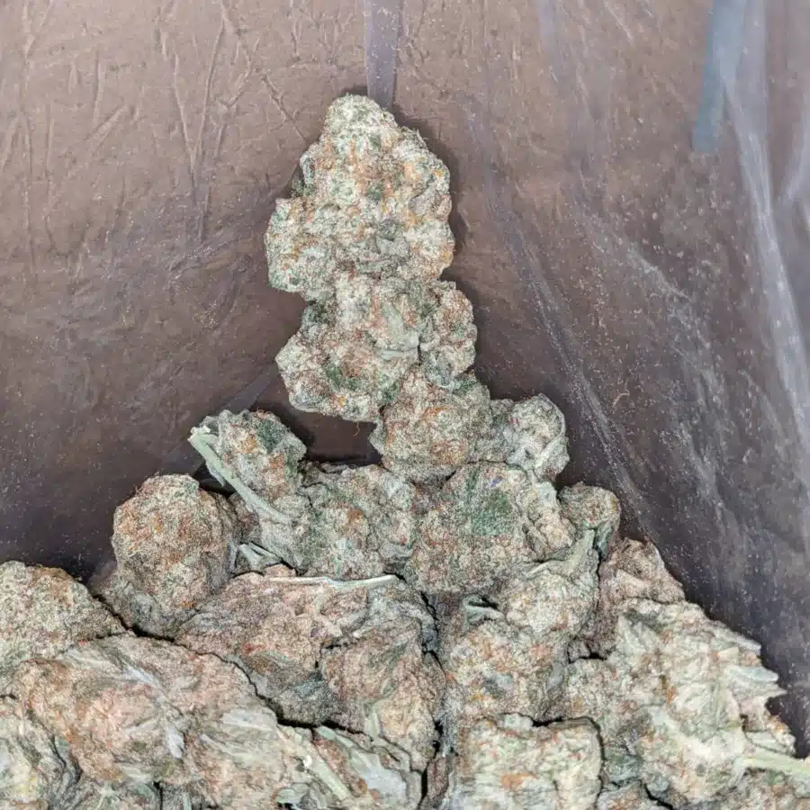 Animal Face 4 I $ 43 Oz - Animal Face