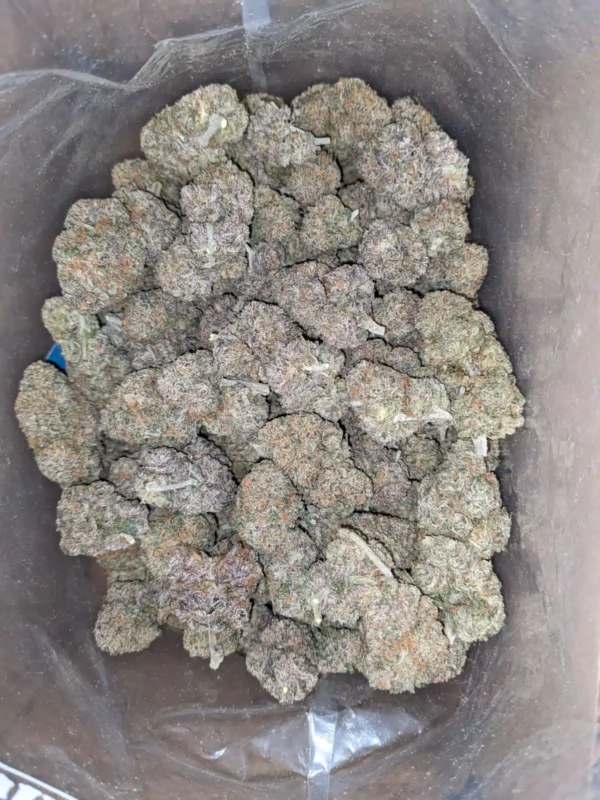 $ 60 Oz - Black Runtz - Image 6