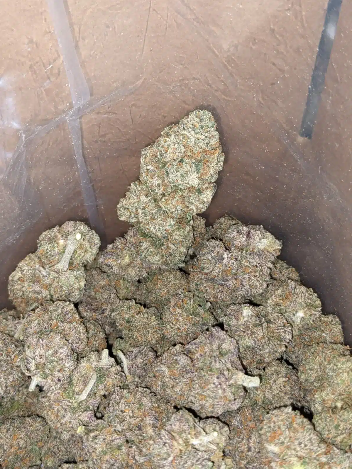 $ 60 Oz - Black Runtz - Image 4