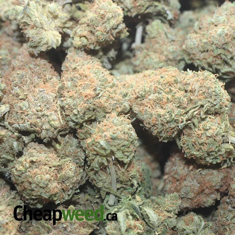 CHOCOLOPE 1 I Chocolope