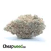 Chocolope