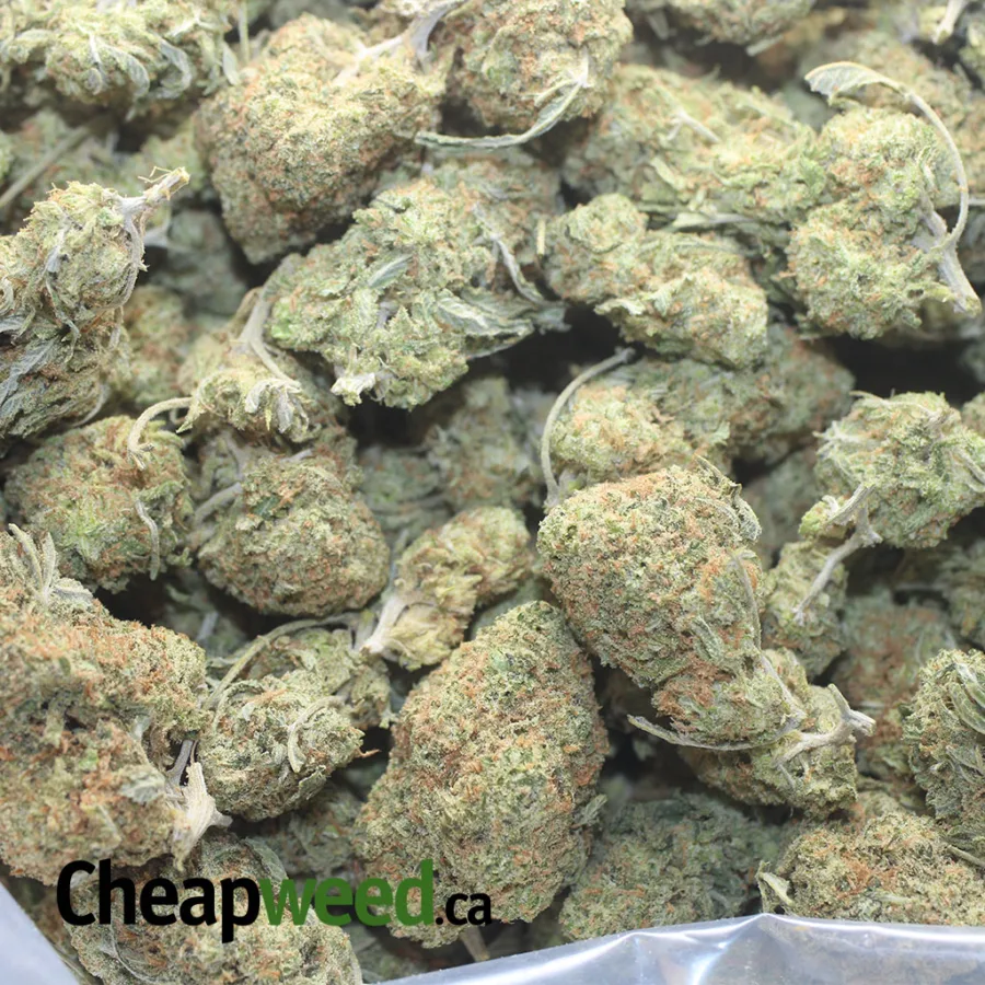 COOKIE KUSH 1 I Cookie Kush