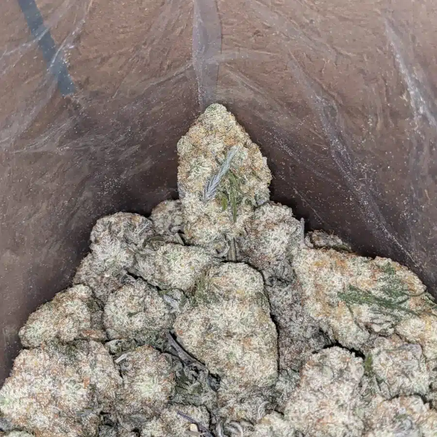 Cotton Candy 3 1 I $ 55 Oz - Cotton Candy