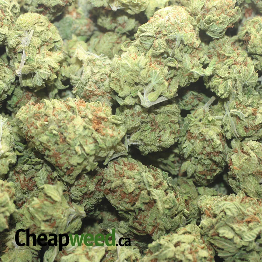 G 13 1 I G13
