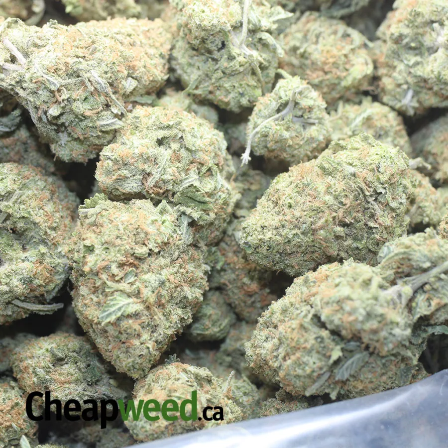 GIRL SCOUT COOKIES FLAT 1 I $40oz Girl Scout Cookies