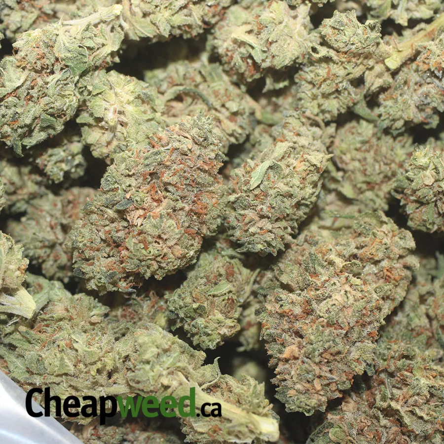 HEADBAND 1 I Headband