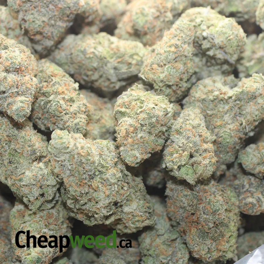 MOBY DICK 1 I Moby Dick