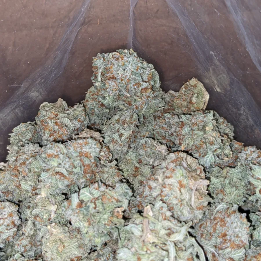 Mandarin Orange - Image 7