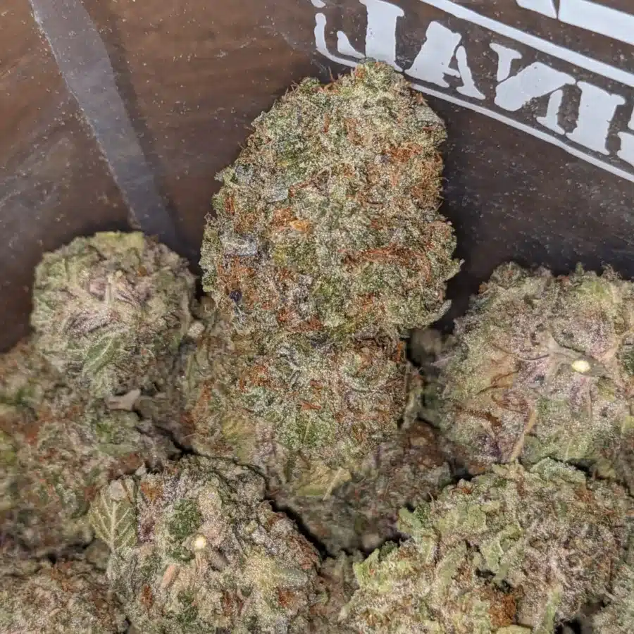Mimosa 4 I Mimosa
