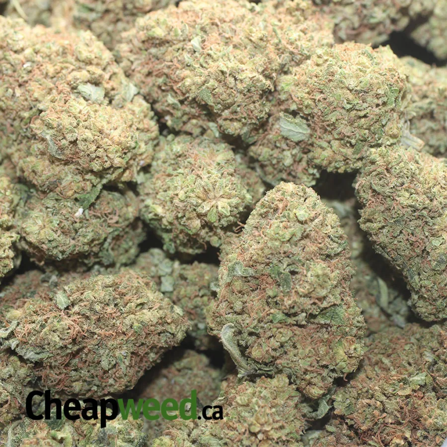 NINJA FRUIT FLAT 1 I $40oz Ninja Fruit