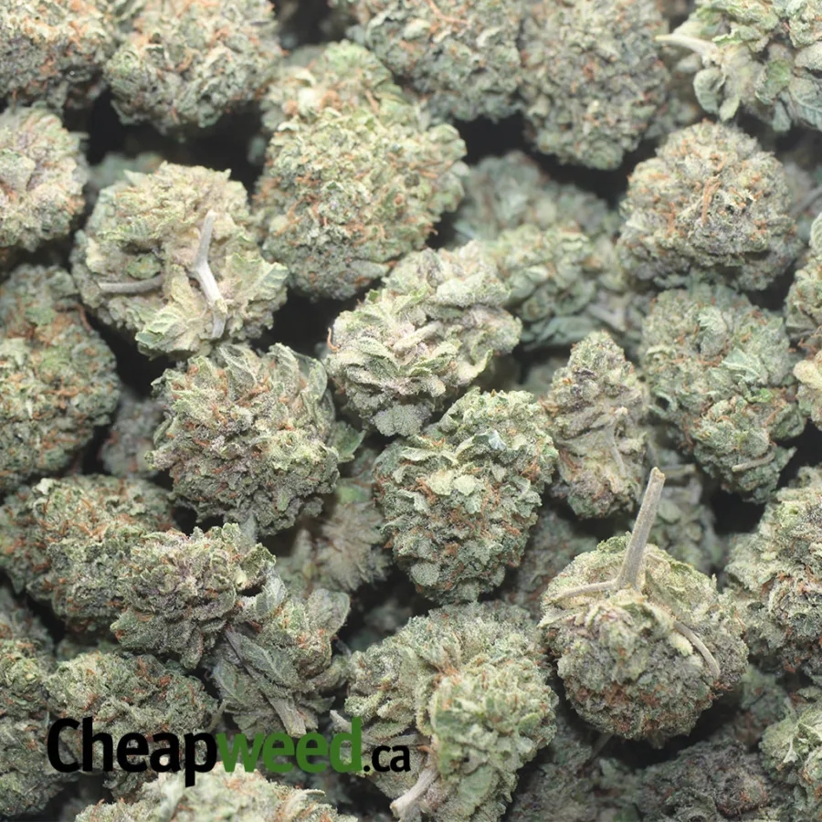PURPLE KUSH 1 I Purple Kush