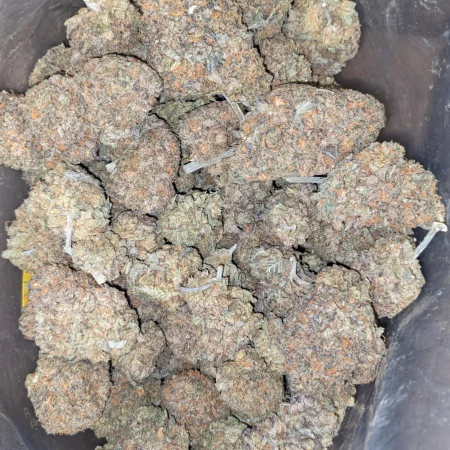 Skunk Dawg 1 I Skunk Dawg