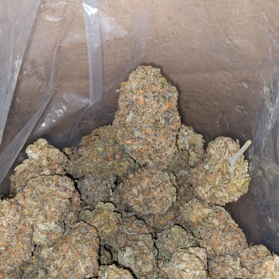 Skunk Dawg 2 I Skunk Dawg