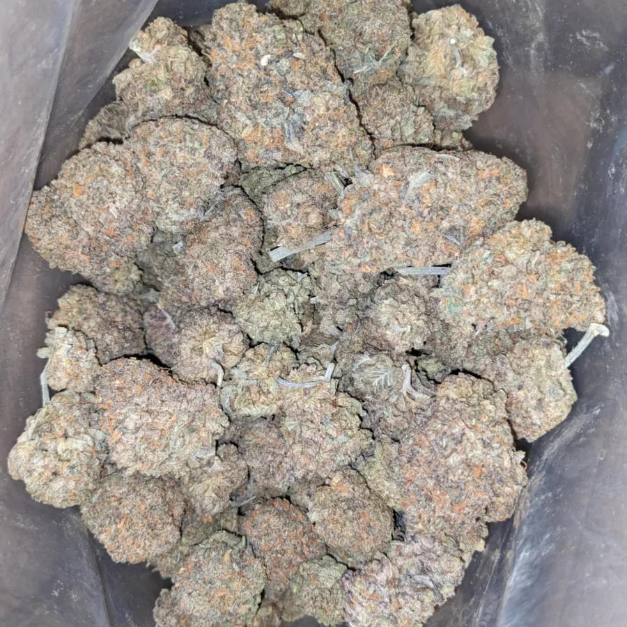 Skunk Dawg 4 I Skunk Dawg