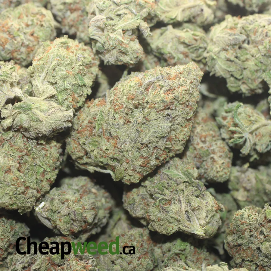VANILLA STINK 1 1 I Vanilla Stink