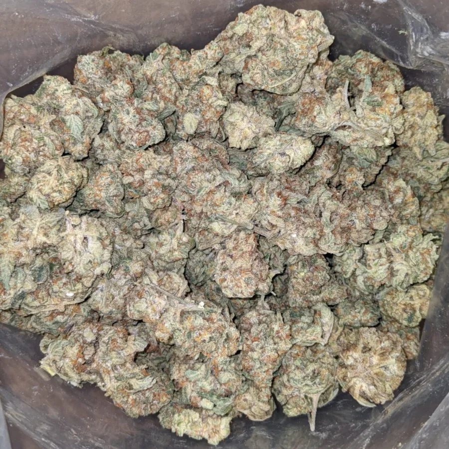 WhatsApp Image 2025 08 12 at 12.28.28 PM 1 I Jack Herer