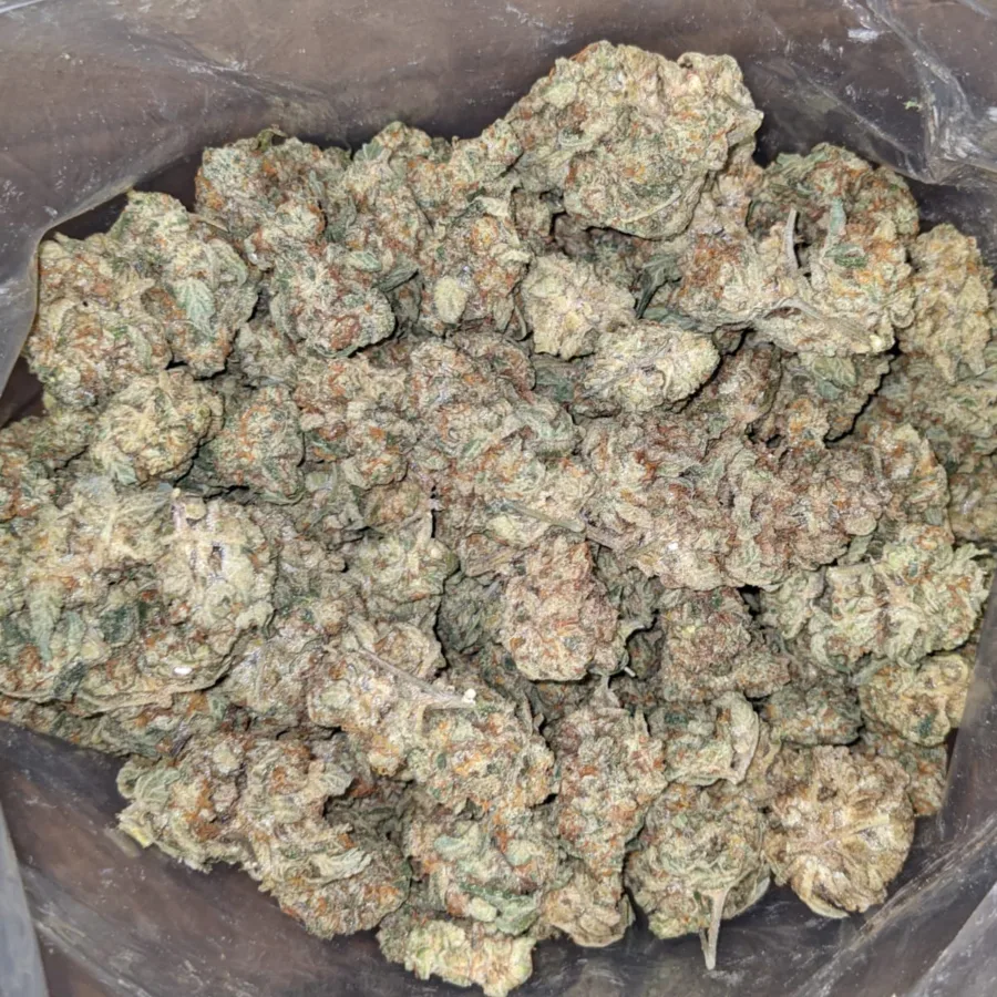 WhatsApp Image 2025 08 12 at 12.28.28 PM I Jack Herer