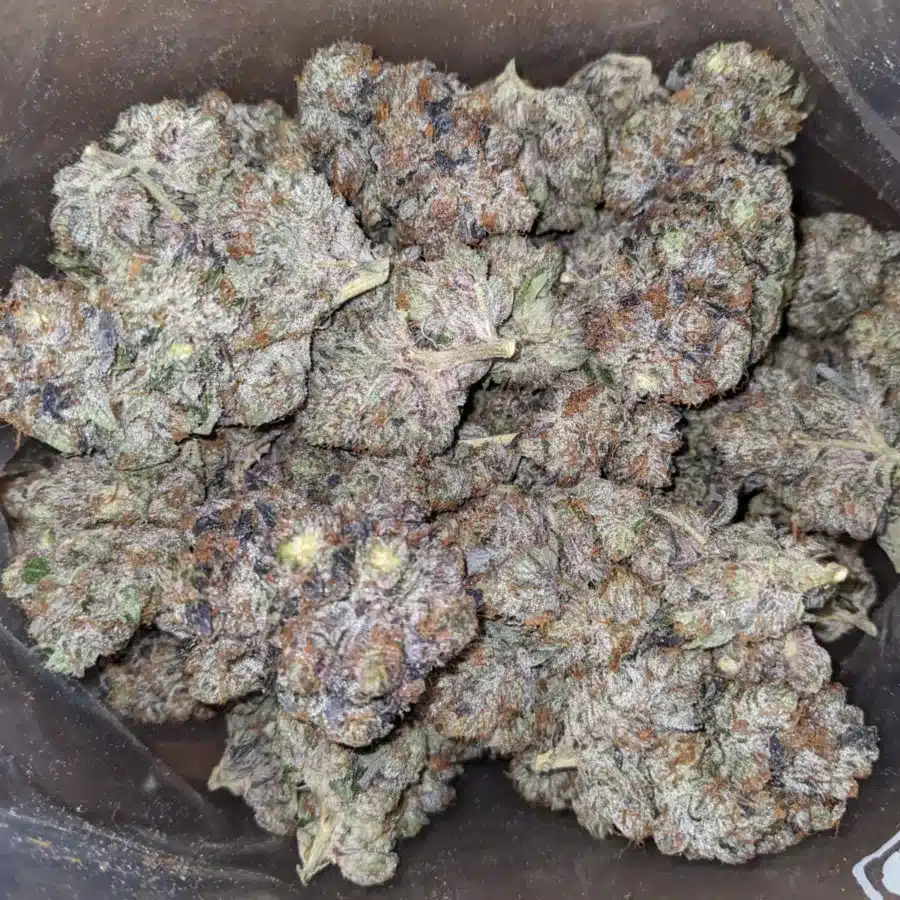 WhatsApp Image 2025 11 08 at 7.54.08 PM I Black Gas Bubba