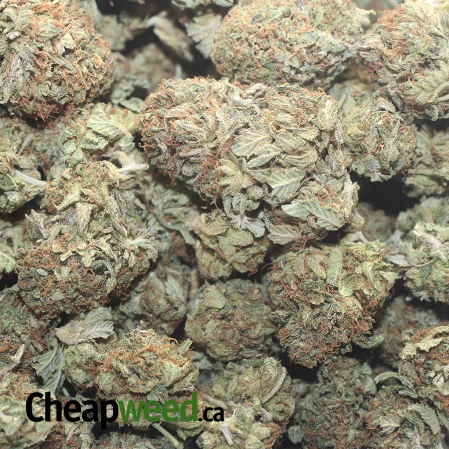 YODA 1 I Yoda OG