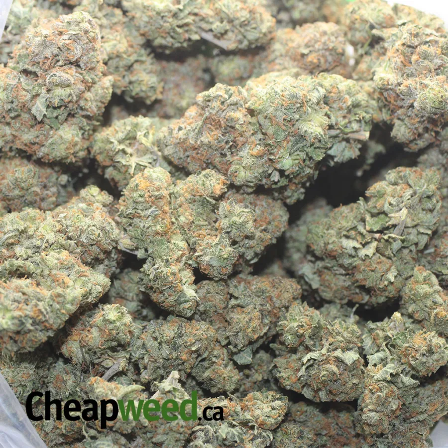 45 FORTUNE COOKIES 1 I $45oz - Fortune Cookies