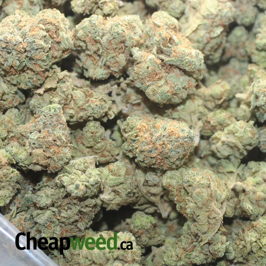 45 SUNDAE DRIVER 1 I $45 Oz - Sundae Driver